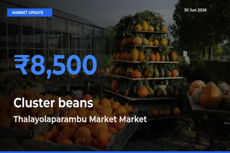 Thalayolaparambu Market Records Highest ₹8,500 Rate for Cluster beans
