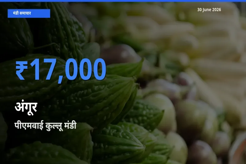 किसानों की पसंद बना पीएमवाई कुल्लू, अंगूर के सबसे अच्छे दाम