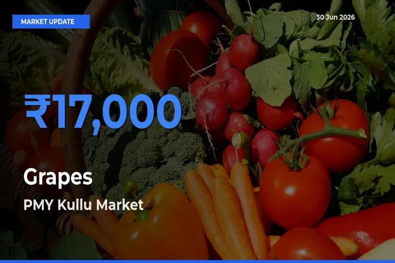Top Performer! PMY Kullu Offers Best Grapes Price Today