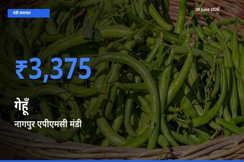 आज का मंडी भाव: गेहूँ के सबसे ज़्यादा दाम नागपुर एपीएमसी में