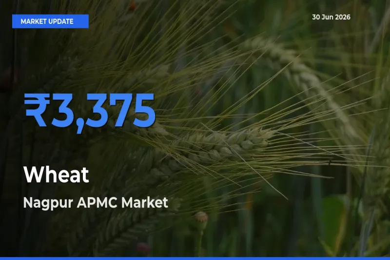 Nagpur APMC Tops Wheat Rates – June 30 Market Update