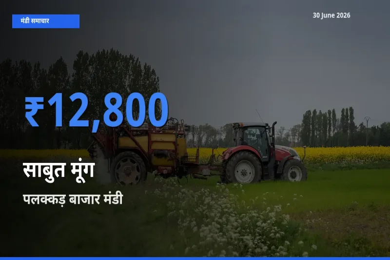 आज साबुत मूंग के सबसे ज़्यादा दाम पलक्कड़ बाजार मंडी में दर्ज