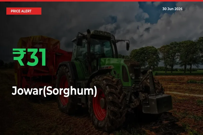 This Mandi Records 31.21% Jump in Jowar(Sorghum) Prices