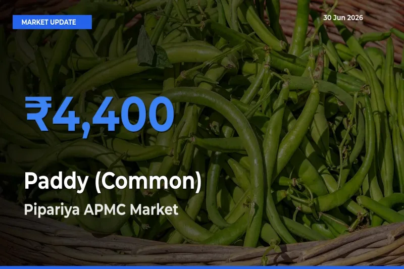 Pipariya APMC Records Highest ₹4,400 Rate for Paddy (Common)