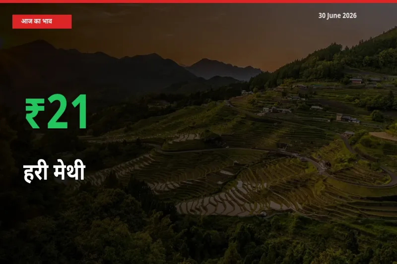 स्थानीय मंडी में हरी मेथी के दाम अचानक 20.57% उछले, किसान सतर्क
