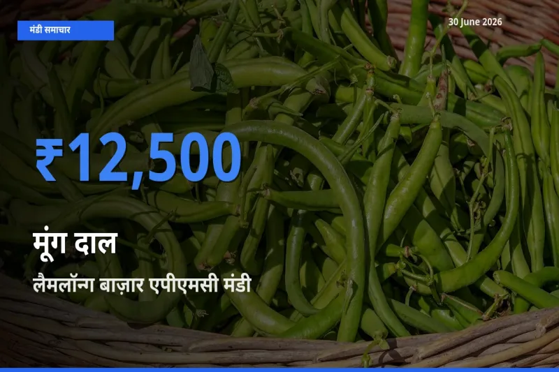 आज मूंग दाल के सबसे ऊँचे दाम ₹12,500 लैमलॉन्ग बाज़ार एपीएमसी मंडी में