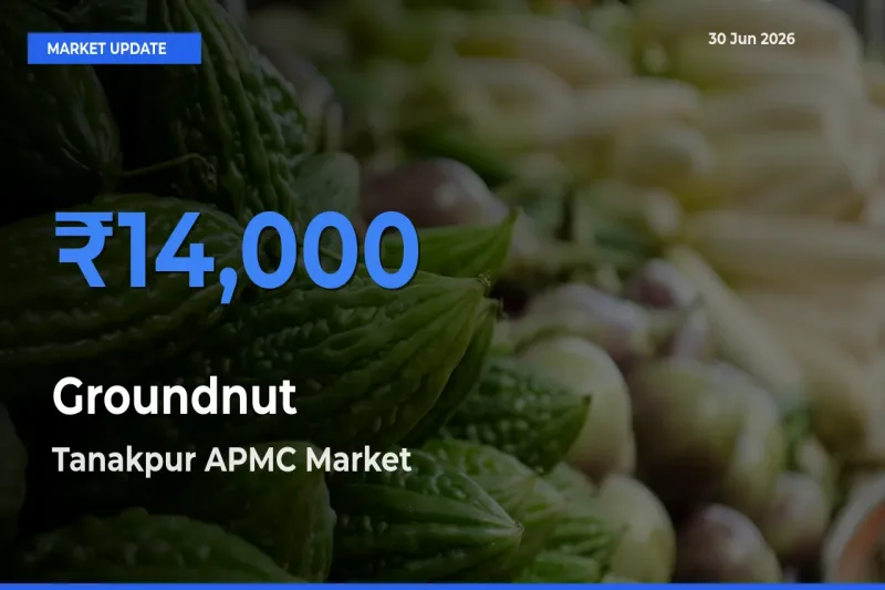 Farmers Prefer Tanakpur APMC as Groundnut Hits Highest Rate