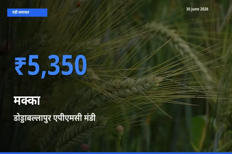 डोड्डाबल्लापुर एपीएमसी मंडी में आज मक्का के सबसे ऊँचे दाम दर्ज