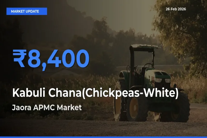 Kabuli Chana(Chickpeas-White) Mandi Rate Today: Jaora APMC Tops the List