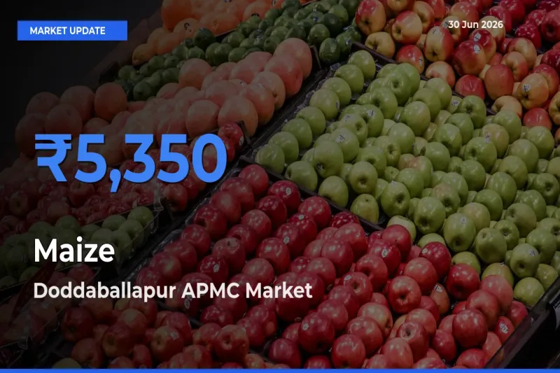 Doddaballapur APMC Tops Maize Mandi Rates Today