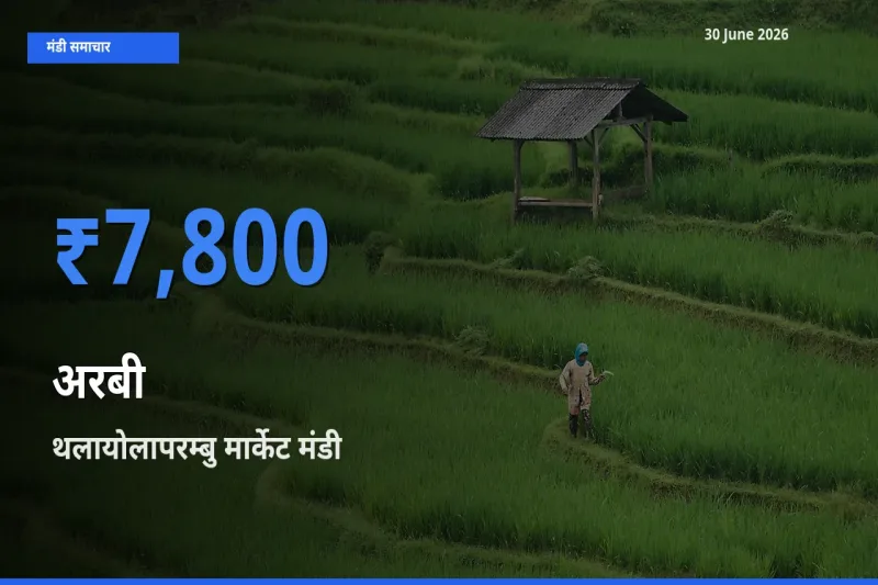किसानों की पसंद बना थलायोलापरम्बु मार्केट, अरबी के सबसे अच्छे दाम