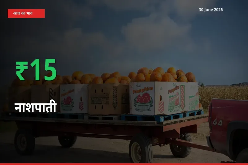 नाशपाती के दाम प्रमुख मंडी में 15.12% बढ़े, 24 घंटे में बड़ा बदलाव