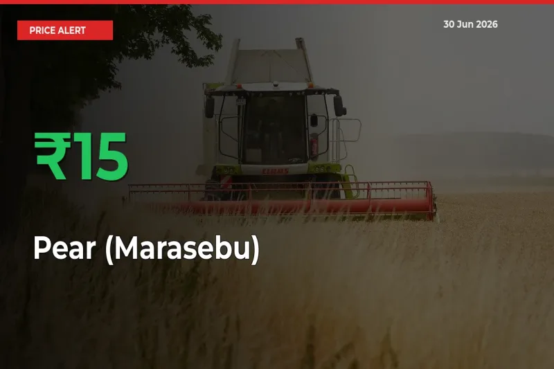 Why Pear (Marasebu) Prices Rose 15.12% in a Day at Mandis