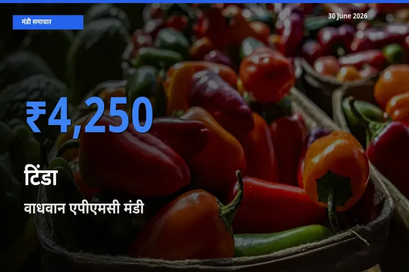 आज टिंडा के सबसे ऊँचे दाम ₹4,250 वाधवान एपीएमसी मंडी में
