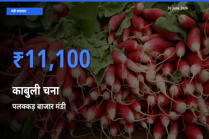 पलक्कड़ बाजार मंडी में काबुली चना ₹11,100 पर पहुँचा – आज का सर्वोच्च भाव
