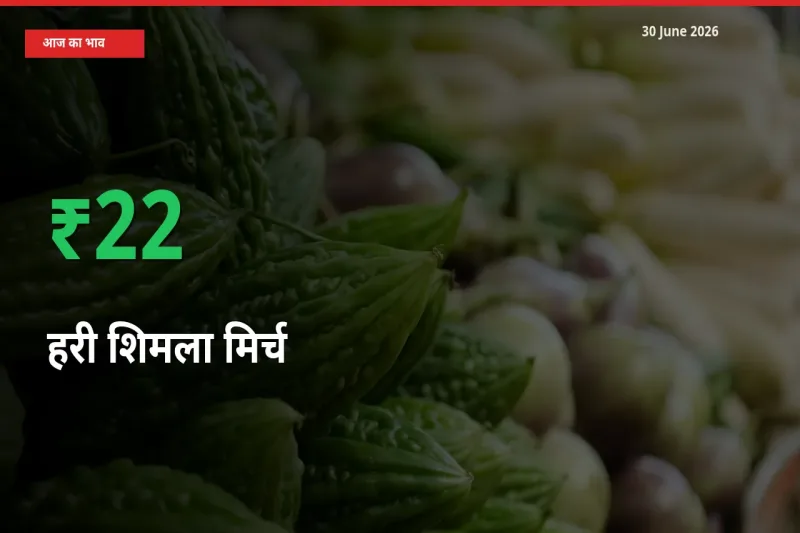 स्थानीय मंडी में हरी शिमला मिर्च के दाम अचानक 21.77% उछले, किसान सतर्क