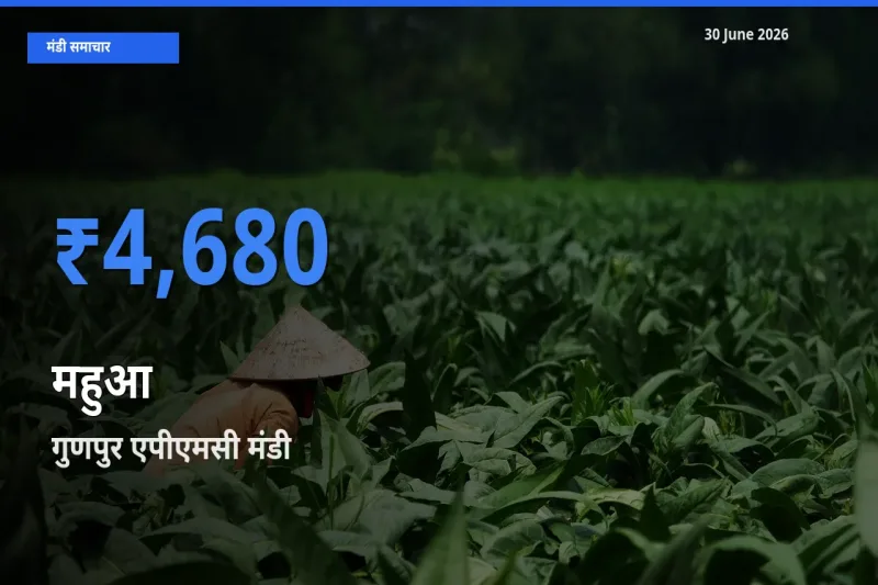 गुणपुर एपीएमसी मंडी में आज महुआ के सबसे ऊँचे दाम दर्ज