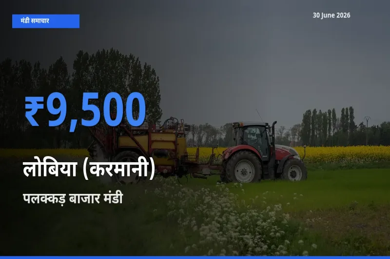 आज का मंडी भाव: लोबिया (करमानी) के सबसे ज़्यादा दाम पलक्कड़ बाजार में