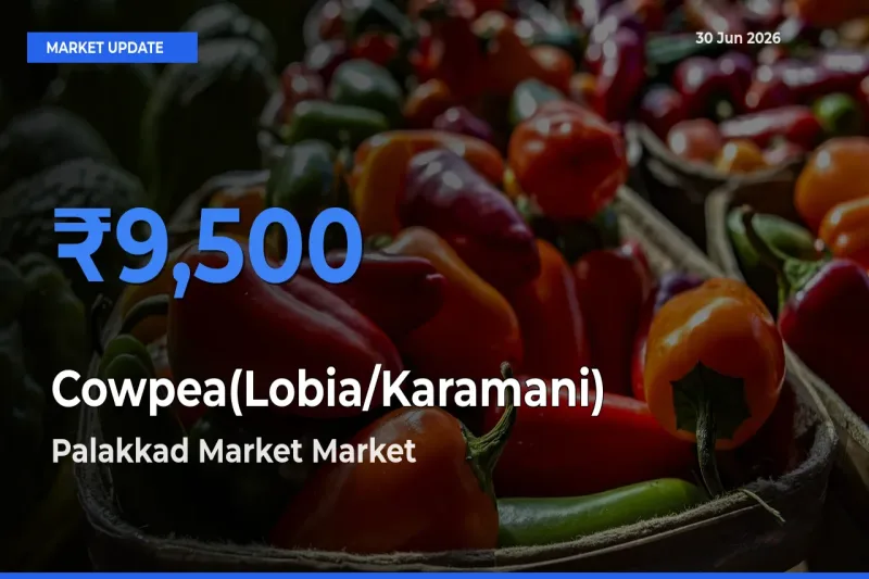 Top Performer! Palakkad Market Offers Best Cowpea(Lobia/Karamani) Price Today