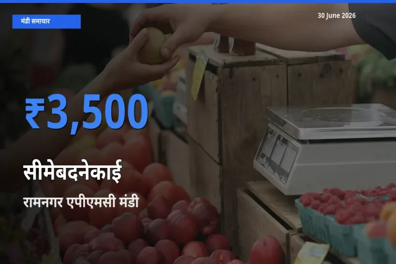 आज सीमेबदनेकाई के सबसे ऊँचे दाम ₹3,500 रामनगर एपीएमसी मंडी में