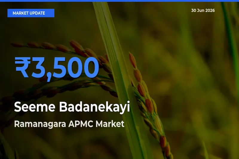Ramanagara APMC Records Highest ₹3,500 Rate for Seeme Badanekayi
