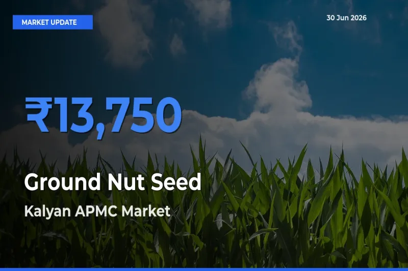 Kalyan APMC Offers ₹13,750 – Highest Ground Nut Seed Rate Today