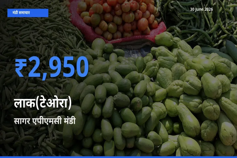 सागर एपीएमसी मंडी में आज लाक(टेओरा) के सबसे ऊँचे दाम दर्ज