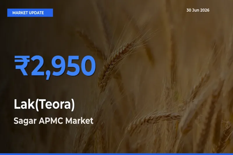 Market Watch: Sagar APMC Becomes Top Mandi for Lak(Teora)