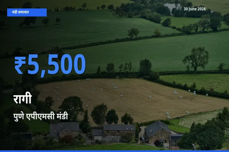आज का मंडी भाव: रागी के सबसे ज़्यादा दाम पुणे एपीएमसी में