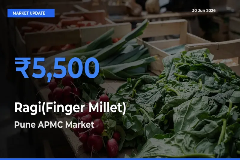 Pune APMC Offers ₹5,500 – Highest Ragi(Finger Millet) Rate Today