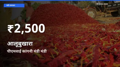 तेज़ गिरावट! पीएमवाई कांगनी मंडी में आलूबुखारा के दाम 30 दिन के निचले स्तर पर