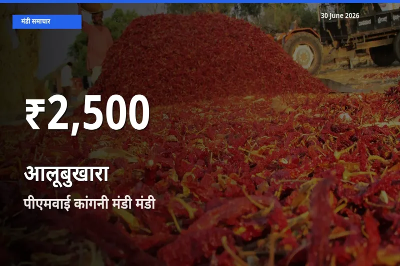 तेज़ गिरावट! पीएमवाई कांगनी मंडी में आलूबुखारा के दाम 30 दिन के निचले स्तर पर