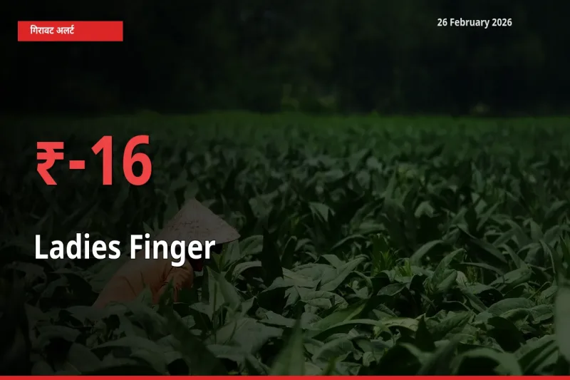 आज का मंडी भाव: Ladies Finger के दाम मंडी में 16.15% नीचे
