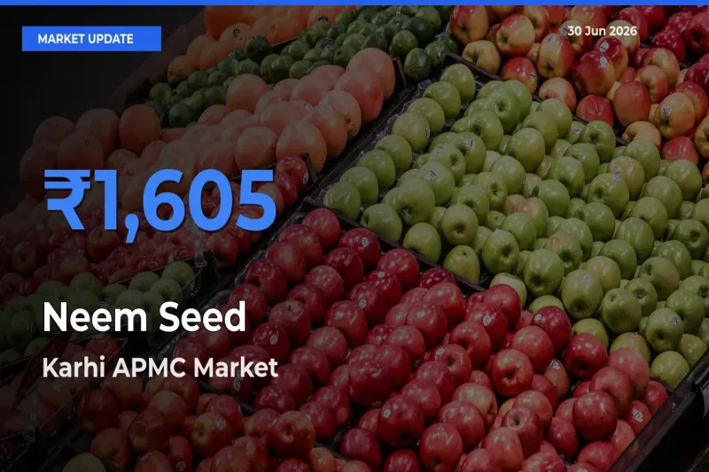 Market Watch: Karhi APMC Becomes Top Mandi for Neem Seed