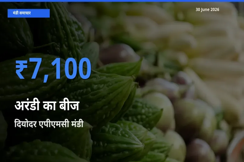 आज अरंडी का बीज के सबसे ज़्यादा दाम दियोदर एपीएमसी मंडी में दर्ज