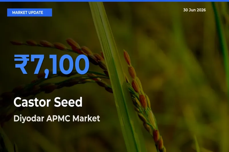 Diyodar APMC Leads as Top Mandi for Castor Seed Prices
