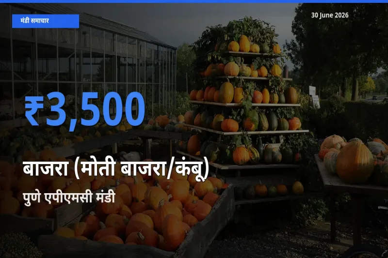 आज का मंडी भाव: बाजरा (मोती बाजरा/कंबू) के सबसे ज़्यादा दाम पुणे एपीएमसी में