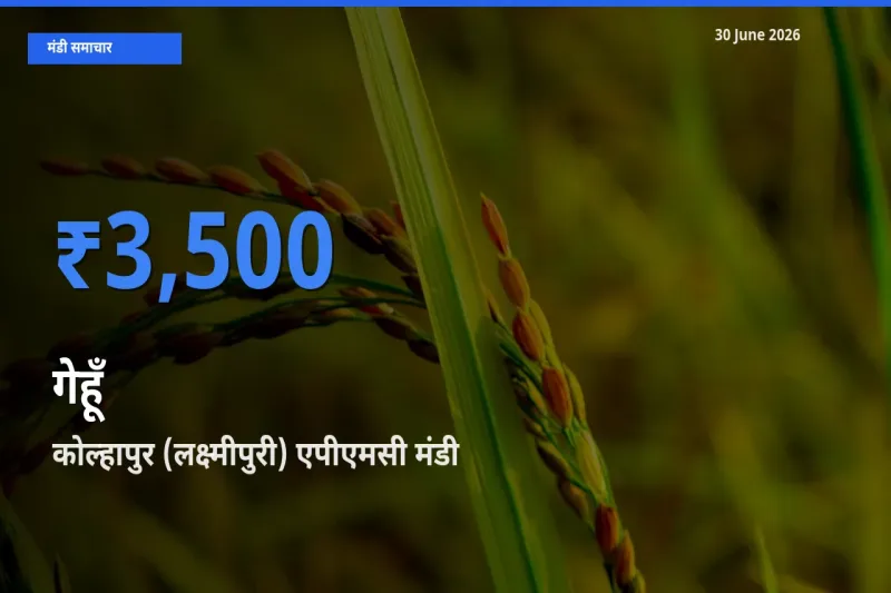 कोल्हापुर (लक्ष्मीपुरी) एपीएमसी में गेहूँ का आज सबसे ऊँचा भाव