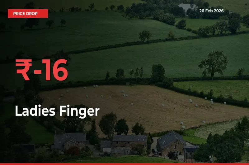 Sudden Shock! Ladies Finger Drops 16.15% in 24 Hours at Top Mandis