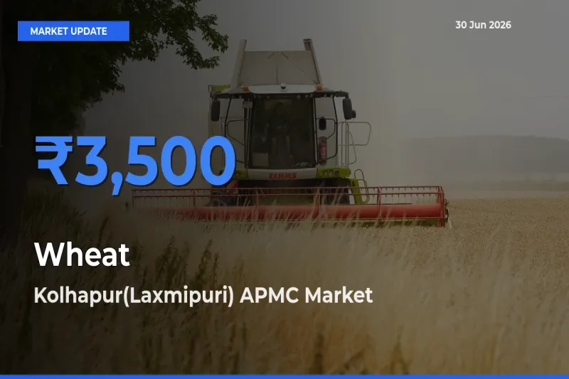Wheat Mandi Rate Today: Kolhapur(Laxmipuri) APMC Tops the List