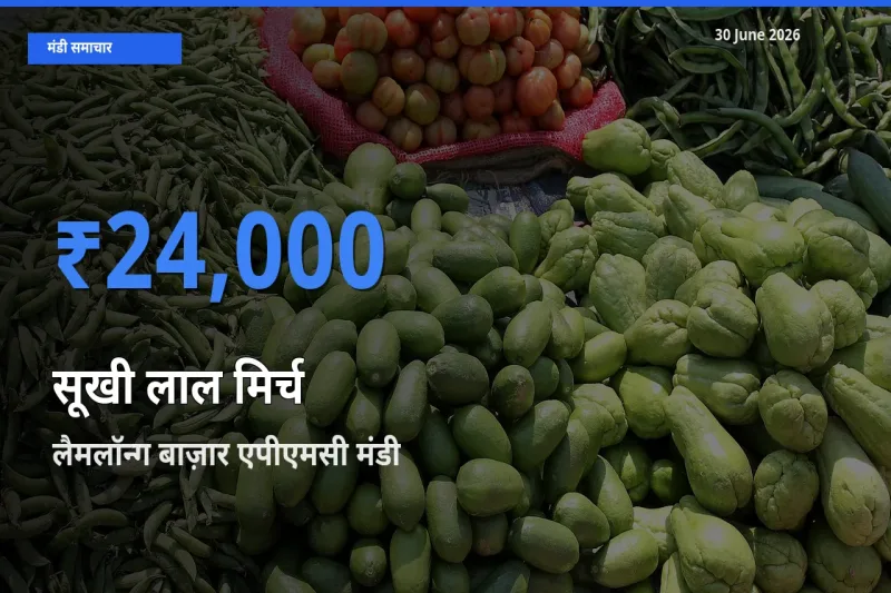 टॉप मंडी बना लैमलॉन्ग बाज़ार एपीएमसी! सूखी लाल मिर्च के सबसे ऊँचे दाम यहीं दर्ज