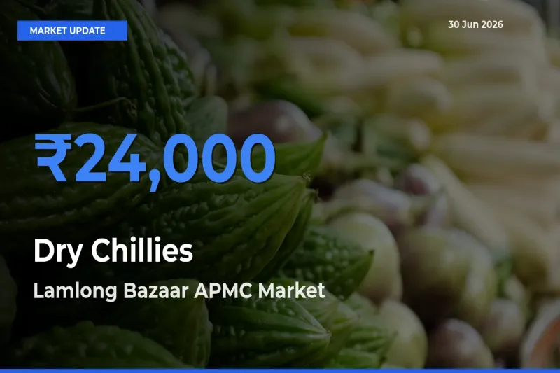 Farmers Prefer Lamlong Bazaar APMC as Dry Chillies Hits Highest Rate