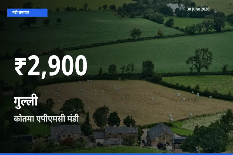 बाज़ार संकेत: गुल्ली के भाव कोतमा एपीएमसी में 30 दिन के निचले स्तर पर