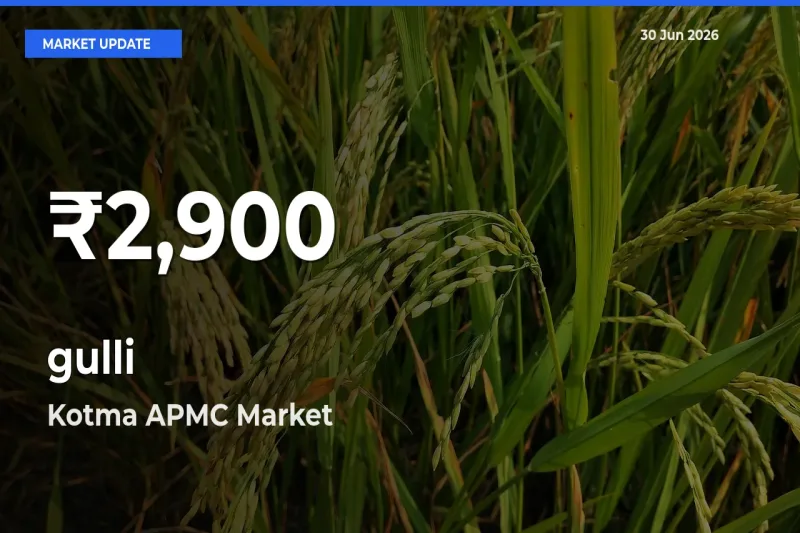 gulli Falls to ₹2,900 in Kotma APMC – 30-Day Lowest Rate