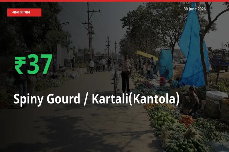 आज का मंडी भाव: Spiny Gourd / Kartali(Kantola)
 के दाम मंडी में 37.31% ऊपर