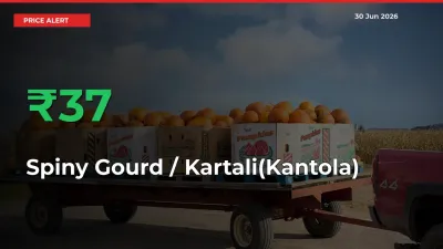 Farmers Cheer as Spiny Gourd / Kartali(Kantola)
 Prices Surge 37.31% in Local Mandis