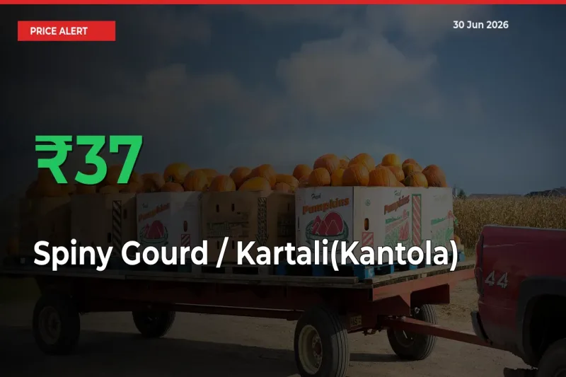 Farmers Cheer as Spiny Gourd / Kartali(Kantola)
 Prices Surge 37.31% in Local Mandis