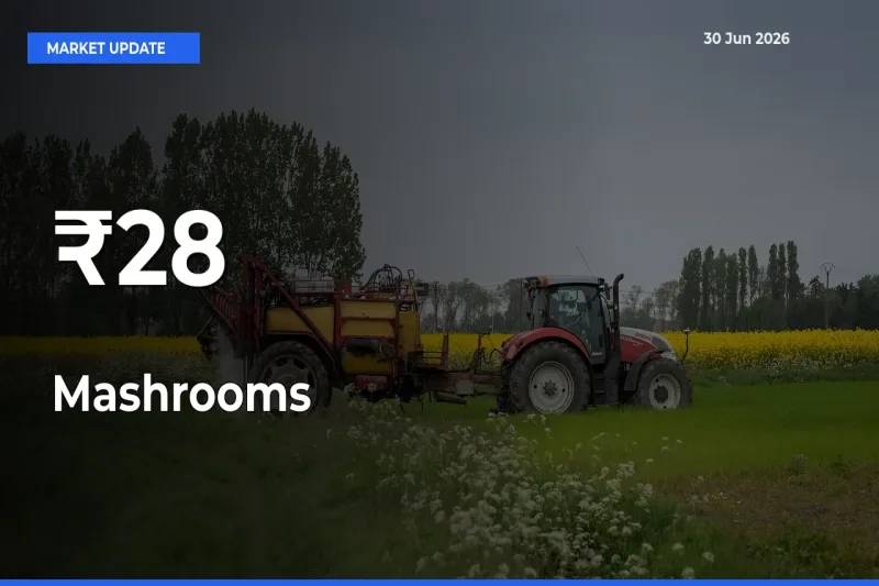 Mashrooms Mandi Trend Today: Prices Shift Across Multiple Markets