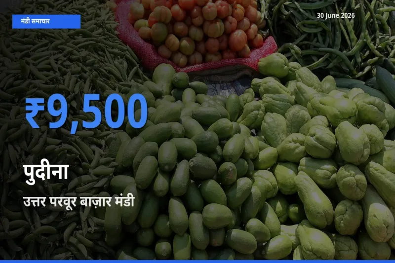 किसानों की पसंद बना उत्तर परवूर बाज़ार, पुदीना के सबसे अच्छे दाम