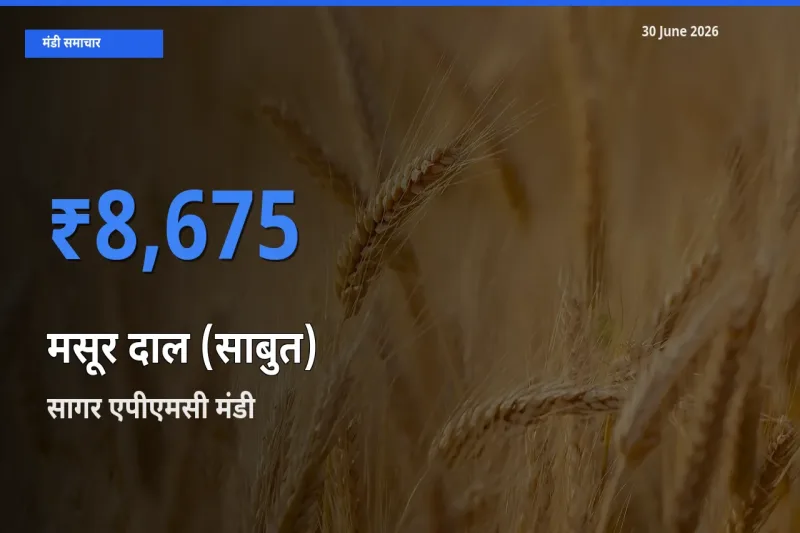 किसानों की पसंद बना सागर एपीएमसी, मसूर दाल (साबुत) के सबसे अच्छे दाम